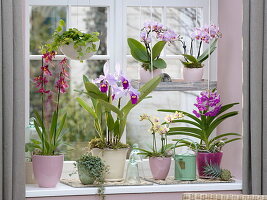 Orchid window with Cattleya trianae, Phalaenopsis 'Table Dance'