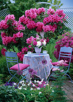 Blue set on spring bed with rhododendron