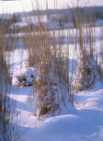 Calamagrostis (Reitgras) im Schnee