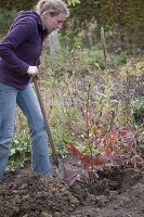 Transplanting a peony