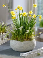 Narcissus cyclamineus 'Tete-a-Tete' (daffodils), Muscari armeniacum