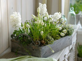 Hyacinthus, Muscari 'White Magic'