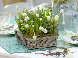 Weiße Frühlingsblüher und Kräuter als Tischdeko