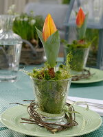 Tulipa (Tulpe) mit ausgewaschenen Wurzeln in Moos gebettet