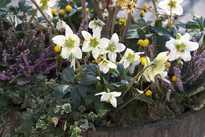 Helleborus niger (Christmas rose), Erica carnea (Snow heather), Eranthis