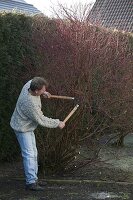 Cut back dogwoods in spring