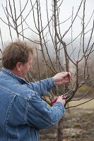 Mann lichtet Apfelbaum (Malus) im Frühjahr aus und entfernt Wassertriebe