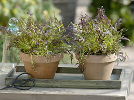 Red rocket (Brassica juncea) in clay pots