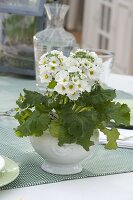 Primula malacoides 'Prima White' (Lilac primrose)