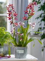 Cambria 'Bobcat' dark, 'Euro Star' (orchids), Adiantum fragans