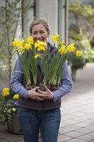 Frau mit frisch gekauften Narcissus 'Golden Harvest' (Narzissen)