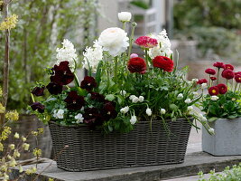 Red-white planted basket box