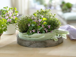 Viola odorata Miracle 'Barley Pink' (scented violet), thyme (Thymus)