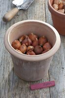 For colourful spring bulbs in pots in autumn