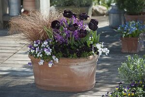 Tulipa 'Queen of the Night' (Tulpen), Viola cornuta Twix 'Black'