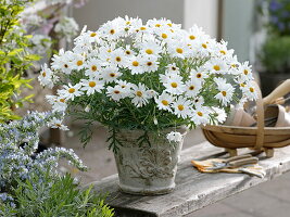 Argyranthemum frutescens 'Elsa' (shrub marguerite)