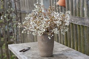 Cutting branches of flowering shrubs for forcing