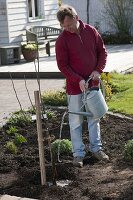 Planting a quince tree in the bed (14/15)