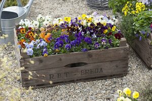 Wooden box with viola cornuta in different colors