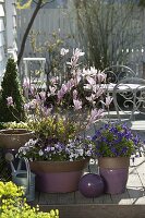 Magnolia 'George Henry Kern' (magnolia), Viola cornuta (horned violet)