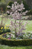 Round bed with Buxus (box) as border: Prunus incisa, Ranunculus