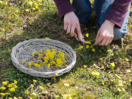 Frau erntet Blüten von Tussilago farfara (Huflattich)