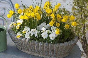 Narcissus bulbocodium 'Golden Bells' (Reifrock-Narzisse, Wildnarzisse)