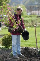 Ribes sanguineum 'King Edward' (Blood currant) before planting