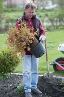 Spiraea japonica 'Golden Princess' (dwarf spirea) before planting