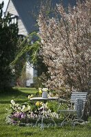 Tisch und Stuhl am Frühlingsbeet mit Amelanchier (Felsenbirne), Tiarella