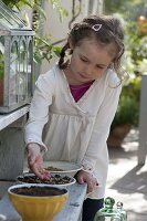 Girl sowing wheat grass for Easter