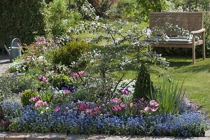 Beet with Malus (ornamental apple), Buxus (book), Myosotis