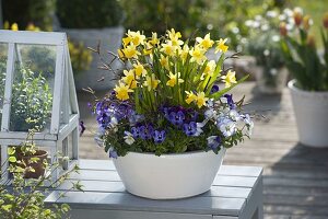 Narcissus 'Tete A Tete' (Narcissus), Viola cornuta