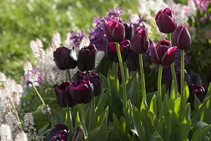 Tulipa 'Queen of the Night' (Tulpen)