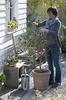 Repoting and cutting olive tree into shape