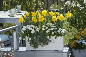 Lechuza box with Narcissus 'Yellow River' (daffodils), Bellis