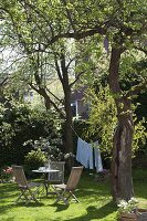 Shade garden under large trees