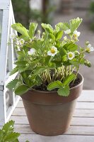 Erdbeeren 'Mara de Bois' (Dauertragende Erdbeere) blühend im Topf