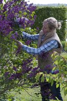 Frau schneidet Syringa (Flieder) für die Vase