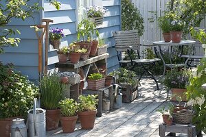 Growing young plants and seedlings on the terrace