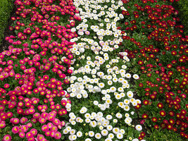 Blumenrabatte mit Bellis (Tausendschön) in pink, weiß und rot