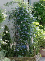 Clematis alpina (Alpen-Waldrebe), Verbascum phoeniceum