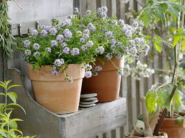 Blühender Thymian (Thymus) im Wandregal