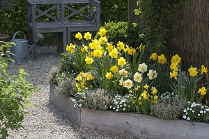 Trapeze bed with Akebia (climbing cucumber), Narcissus 'Yellow River' 'Tahiti'