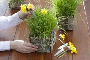 Table decoration with wheatgrass, daffodil and birch