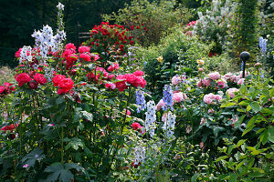 Gemischtes Beet mit Rosa (Rosen, Strauchrosen) und Delphinium (Rittersporn)