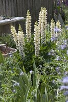 Lupinus polyphyllus 'Fräulein' (Lupines)