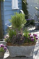 Tin pot with rosemary (Rosmarinus) stems, chives