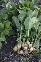 Common turnip (Brassica rapa subsp. rapa var. majalis)