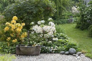 Fountain with stone trough, Rhododendron 'Golden Sunset', 'Daviesii' (Garden azaleas)